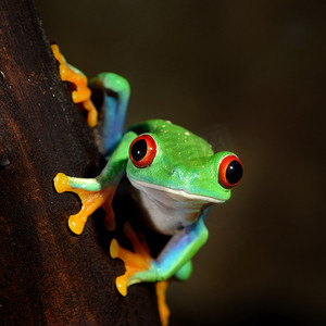 红眼青蛙（红眼蛙）坐在树干上，特写。动物园实验室，水族馆，动物学，疱疹学，科学，教育。新热带雨林的野生动物