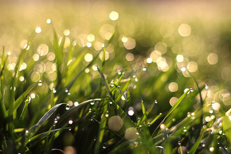 雨天自然摄影照片_新鲜晨露春天草地上，自然背景