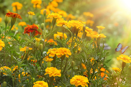 花园里的秋花