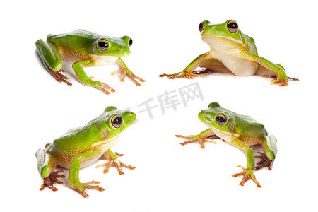 四个摄影照片_在白色的四个青蛙