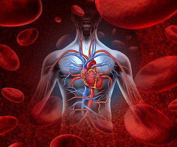 人的心脏血液系统