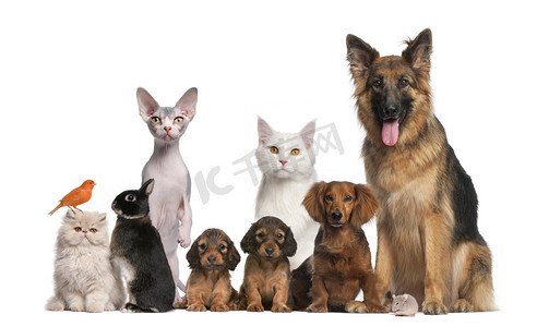 组的宠物: 狗、 猫、 鸟、 兔