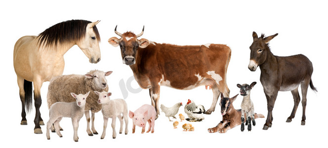组的农场里的动物: 牛、 羊、 马、 驴、 鸡、 羊肉