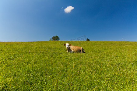奶牛在吃草摄影照片_躺在蓝色的天空背景上的绿色草地上的单个牛