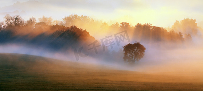 丛林背景摄影照片_春雾，树木都湿、 湿雾的森林