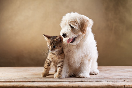 果德摄影照片_最好的朋友-小猫和小蓬松狗