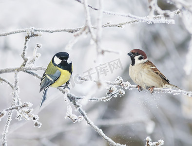两个有趣的好奇小鸟山雀和麻雀坐在麸皮之间