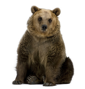 棕色的熊，8 岁，坐在白色背景前