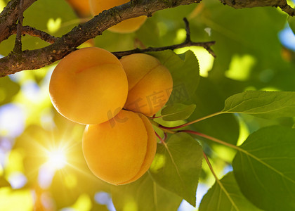 橙色果树摄影照片_果树，果实累累