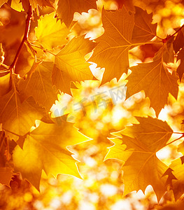 干燥的秋季树叶背景