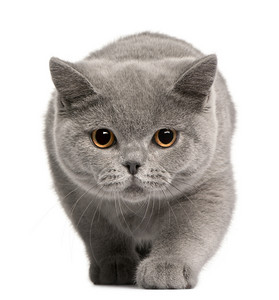 方形图像摄影照片_英国短毛猫小猫，4 个月大，在白色背景前