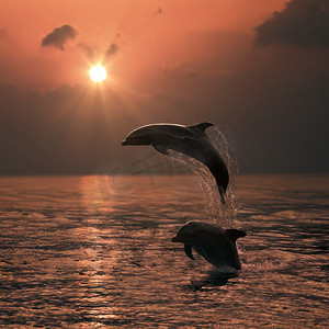 美丽跳跃的海豚
