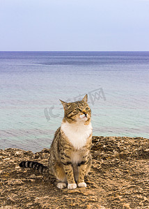 桑托里尼摄影照片_悲伤无家可归的猫坐在沙滩上。图像有色和 s