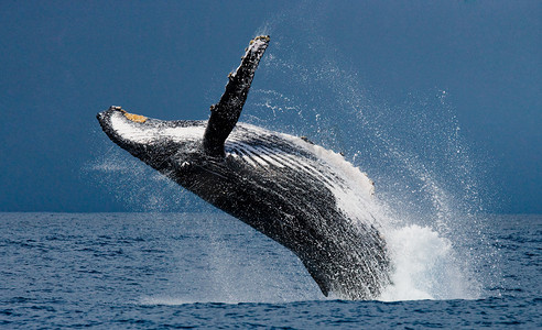 沃尔玛摄影照片_驼背鲸跃出水面