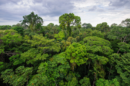 马逊雨林摄影照片_亚马逊雨林