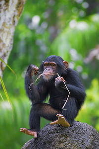 常见的黑猩猩