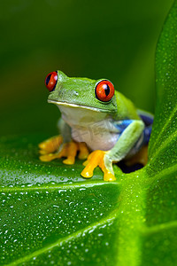 青蛙跳摄影照片_亚马逊红眼树蛙 (红眼蛙)