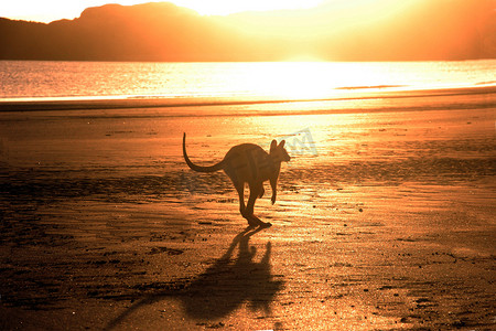 在日出时在海滩上跳跃的袋鼠