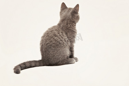 惊讶猫咪摄影照片_大惊奇的眼睛，孤立的灰色小猫