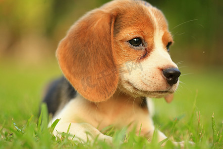  自然的绿色背景上的小猎犬狗的品种