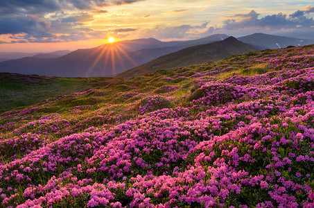 天空粉色摄影照片_在山的花朵的字段