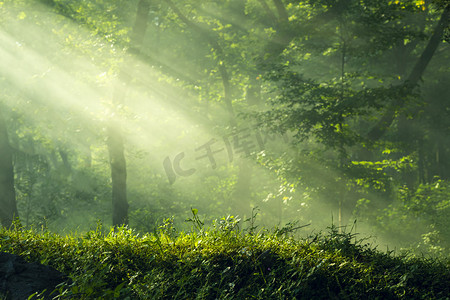 树叶漂浮png摄影照片_树林里的阳光照射摄影图配图森林