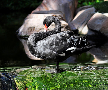 池塘里美丽的黑天鹅