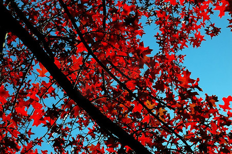 秋天，在背光下俯瞰一棵有叶子的树