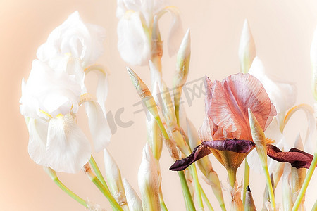 浅暖色背景下白色蝴蝶花的构图