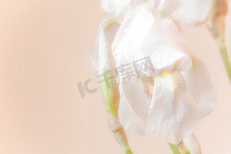 暖色背景摄影照片_浅暖色背景下白色蝴蝶花的构图
