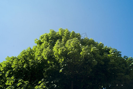 夹角摄影照片_树梢和蓝天