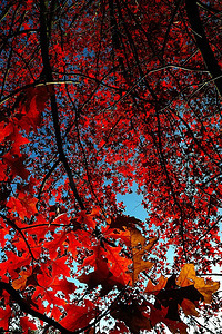 秋天，在背光下俯瞰一棵有叶子的树