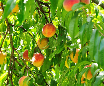 桃树，果实成熟，近距离观察