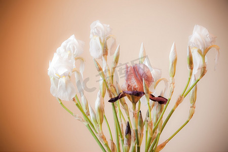 浅暖色背景下白色蝴蝶花的构图