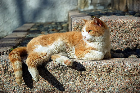 橙色街头猫放松在冬季下午轻