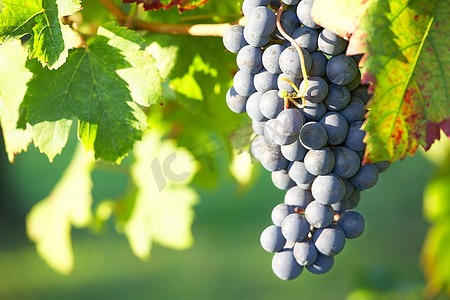 意大利葡萄酒摄影照片_近距离观看意大利北部皮埃蒙特山丘上的红葡萄(内比奥洛葡萄品种)。
