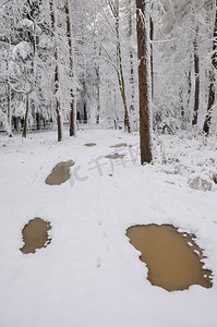 林地摄影照片_积雪覆盖的林地里正在融化的水坑