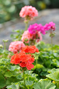 红色花卉盆栽摄影照片_盆栽红色和粉红色的天竺葵花