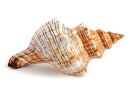 贝壳摄影照片_海贝壳孤立在白色背景