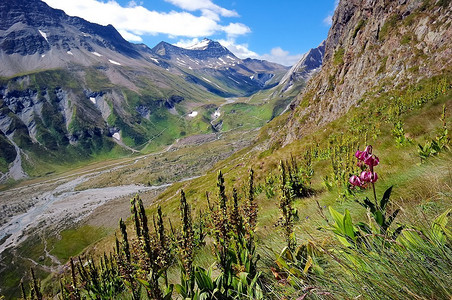 野生兰花高山花卉，勃朗峰谷，意大利