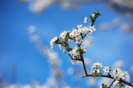 盛开的樱桃树在早春，日光。