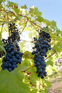 近距离观看意大利北部皮埃蒙特山丘上的红葡萄(内比奥洛葡萄品种)。