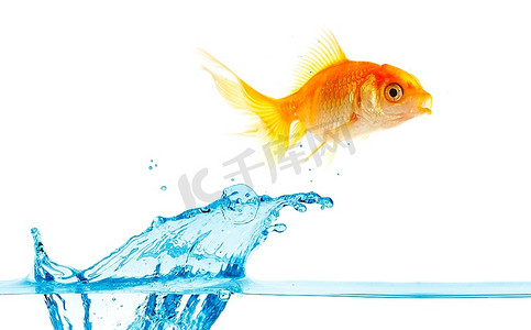金色的小鱼跳出水面..。