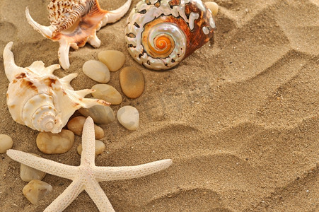 沙滩上的贝壳和石头
