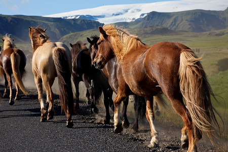 公路奔跑摄影照片_冰岛的马在路上奔跑，从一块田地被赶到另一块田地。在傍晚的金色灯光下拍摄于冰岛的外景。