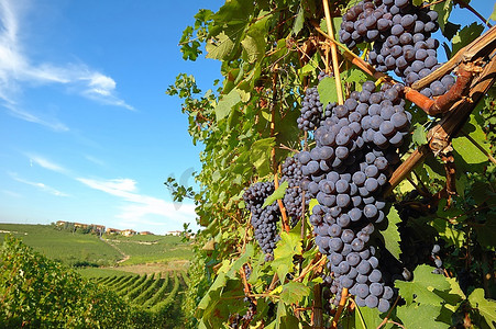 意大利葡萄酒摄影照片_等待收获的大红葡萄；内比奥洛品种，意大利葡萄园