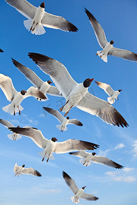 一群常见的黑头鸥，白头鸥，海鸥，在晴朗的蓝天中飞越海滩