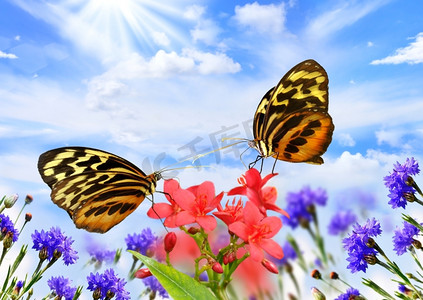 花田里的两只美丽的蝴蝶--普通老虎格拉斯西翼