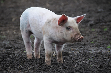 乡下摄影照片_乡下的猪。