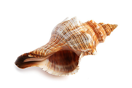 贝壳摄影照片_白色背景上孤立的海贝壳
